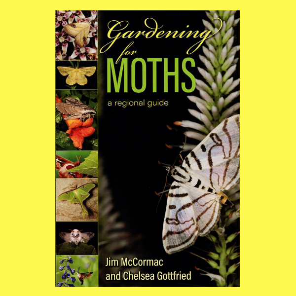 Image for event: Mysterious Moths